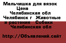 Мальчишка для вязок › Цена ­ 10 000 - Челябинская обл., Челябинск г. Животные и растения » Собаки   . Челябинская обл.